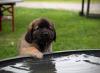 images/T-Wurf/T-Wurf Wo 10/3S8A3129-Bearbeitet.jpg